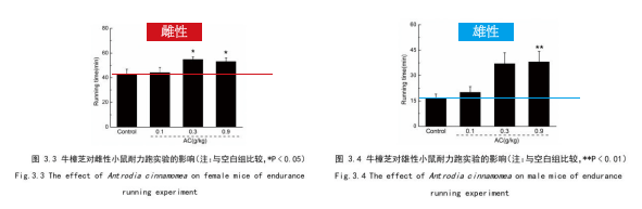 牛樟芝提升抗疲劳能力